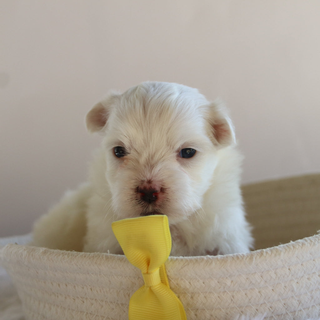Manny - Available 9/17