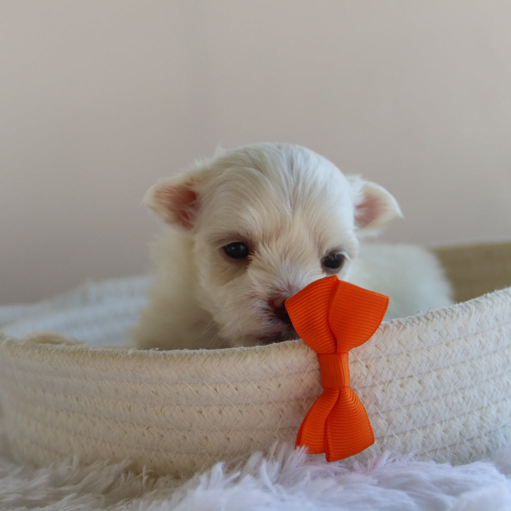 Harlie - Available 9/17