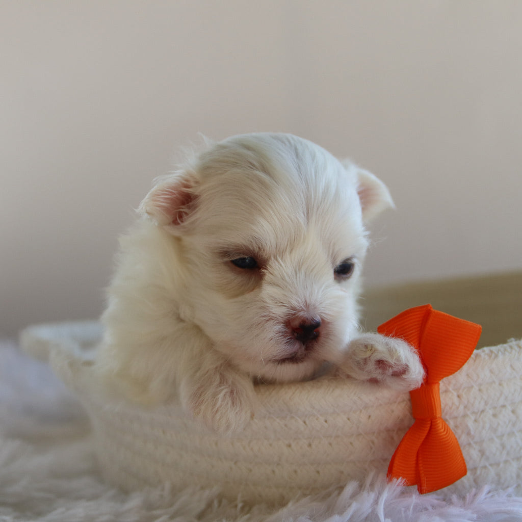 Harlie - Available 9/17