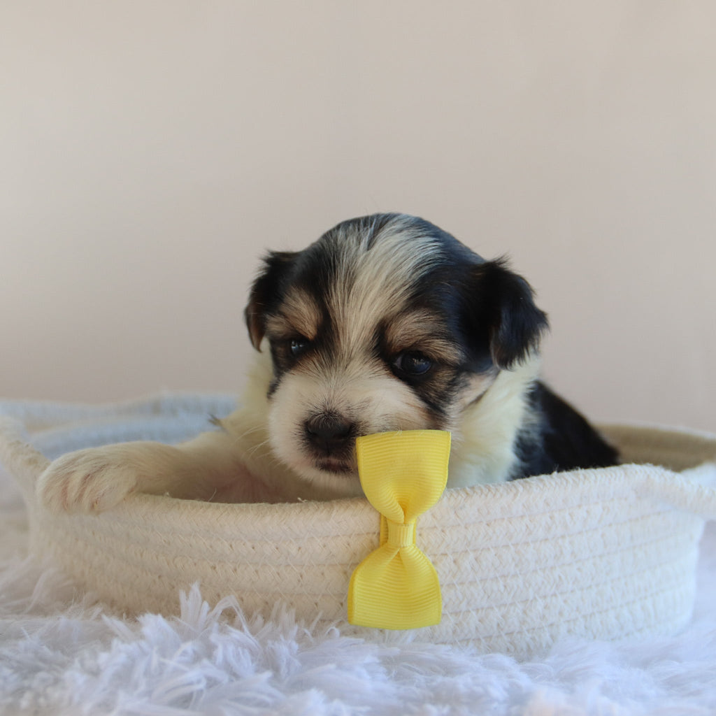 Albert - Available 9/17