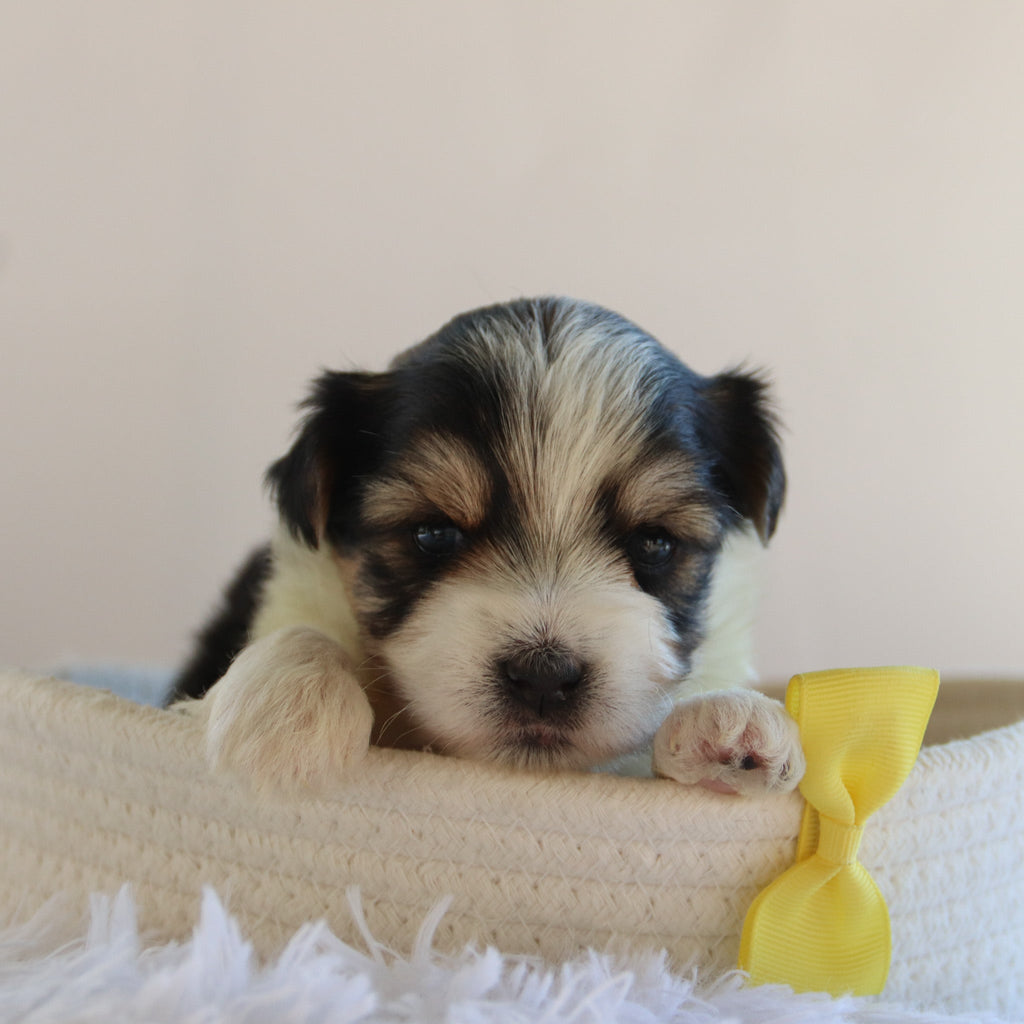 Albert - Available 9/17