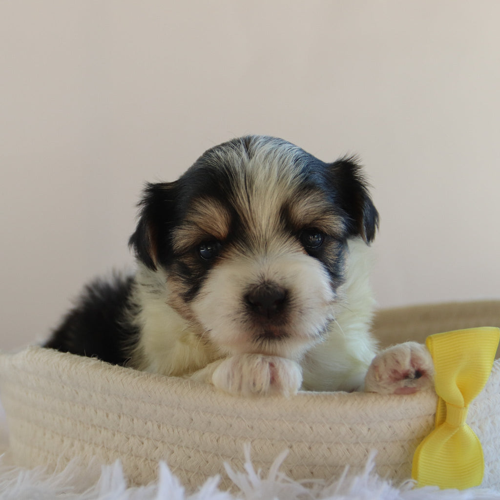 Albert - Available 9/17