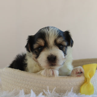 Albert - Available 9/17