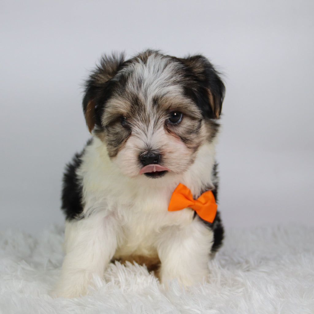 Albert - Available 9/24