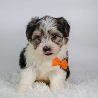 Albert - Available 9/24