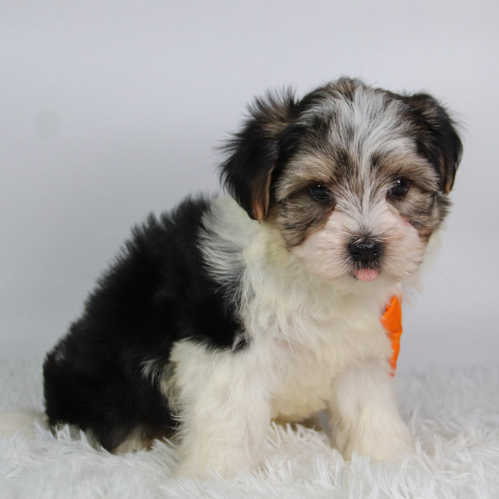 Albert - Available 9/24