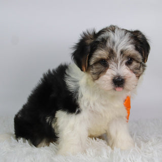 Albert - Available 9/24