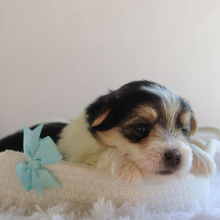 Wolf - Available Now