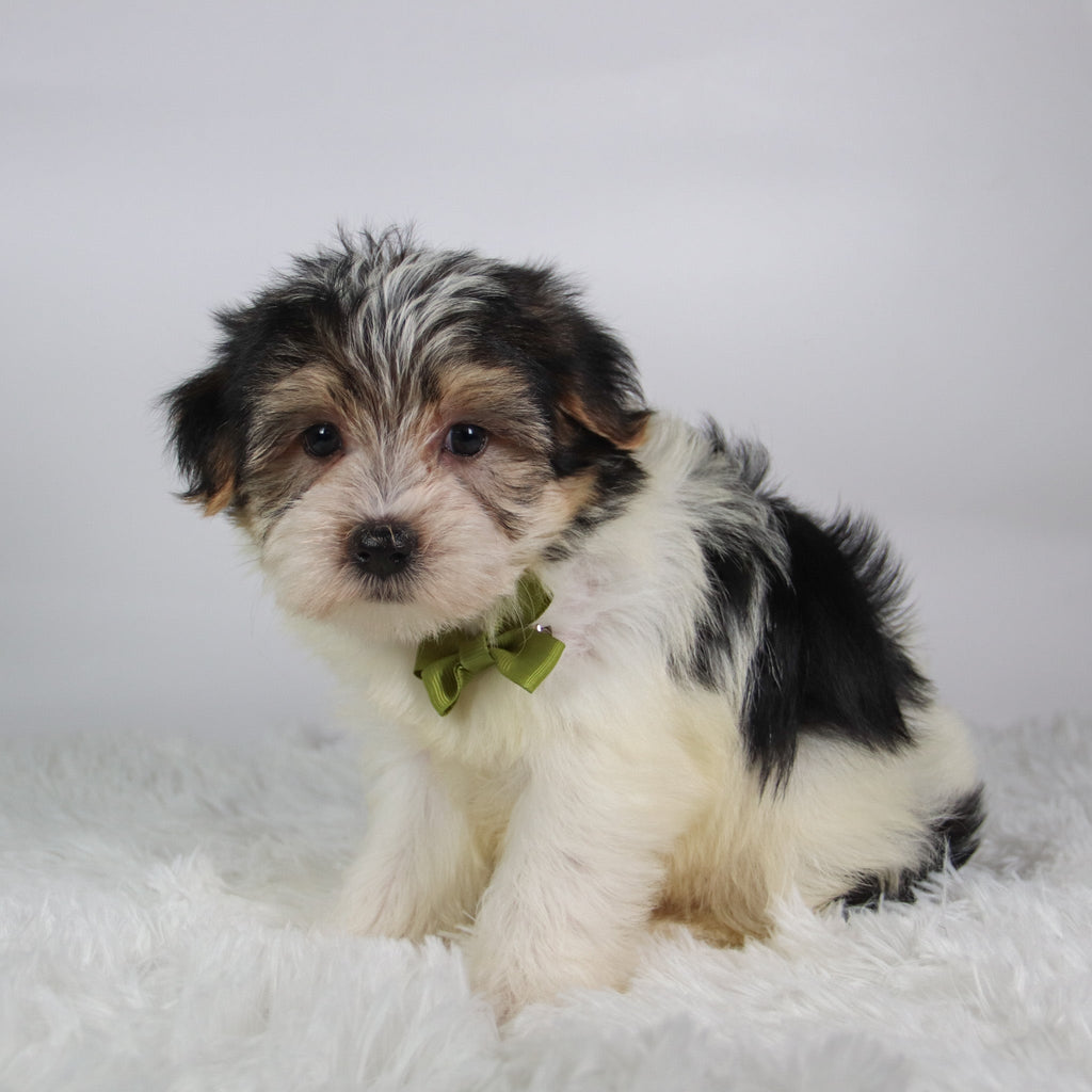 Wolf - Available Now