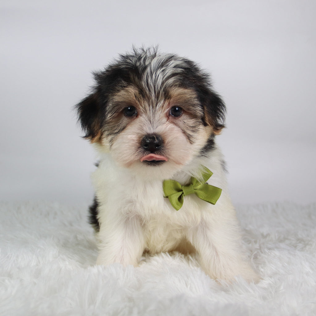 Wolf - Available Now