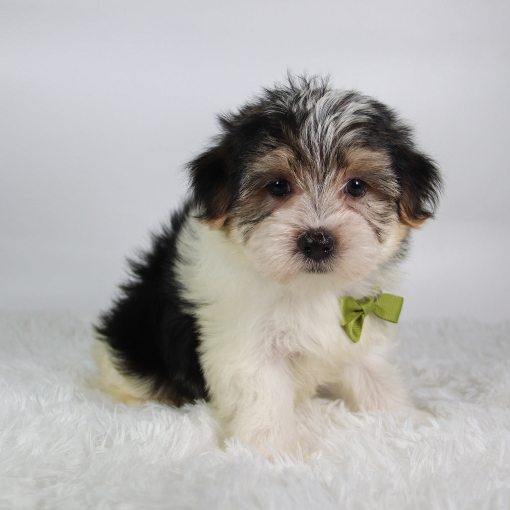 Wolf - Available Now