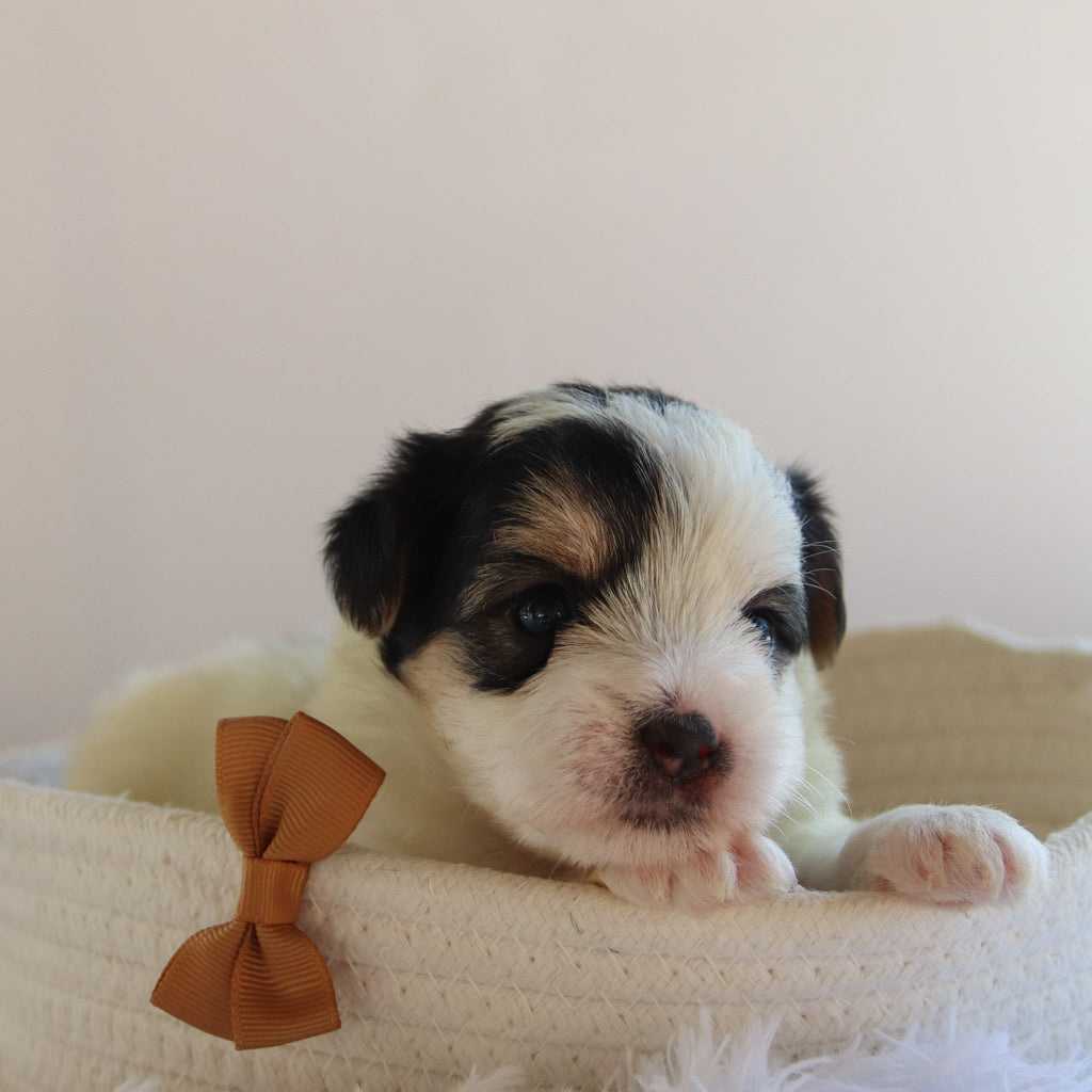 Ronald - Available 9/17