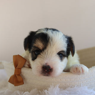 Ronald - Available 9/17