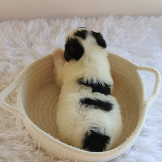 Ronald - Available 9/17