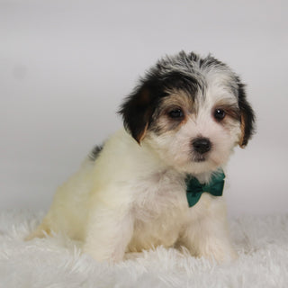 Ronald - Available 9/24
