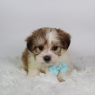 Zuri - Available 9/24