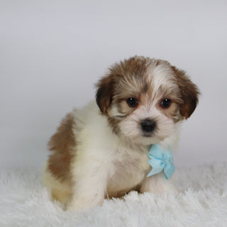 Zuri - Available 9/24