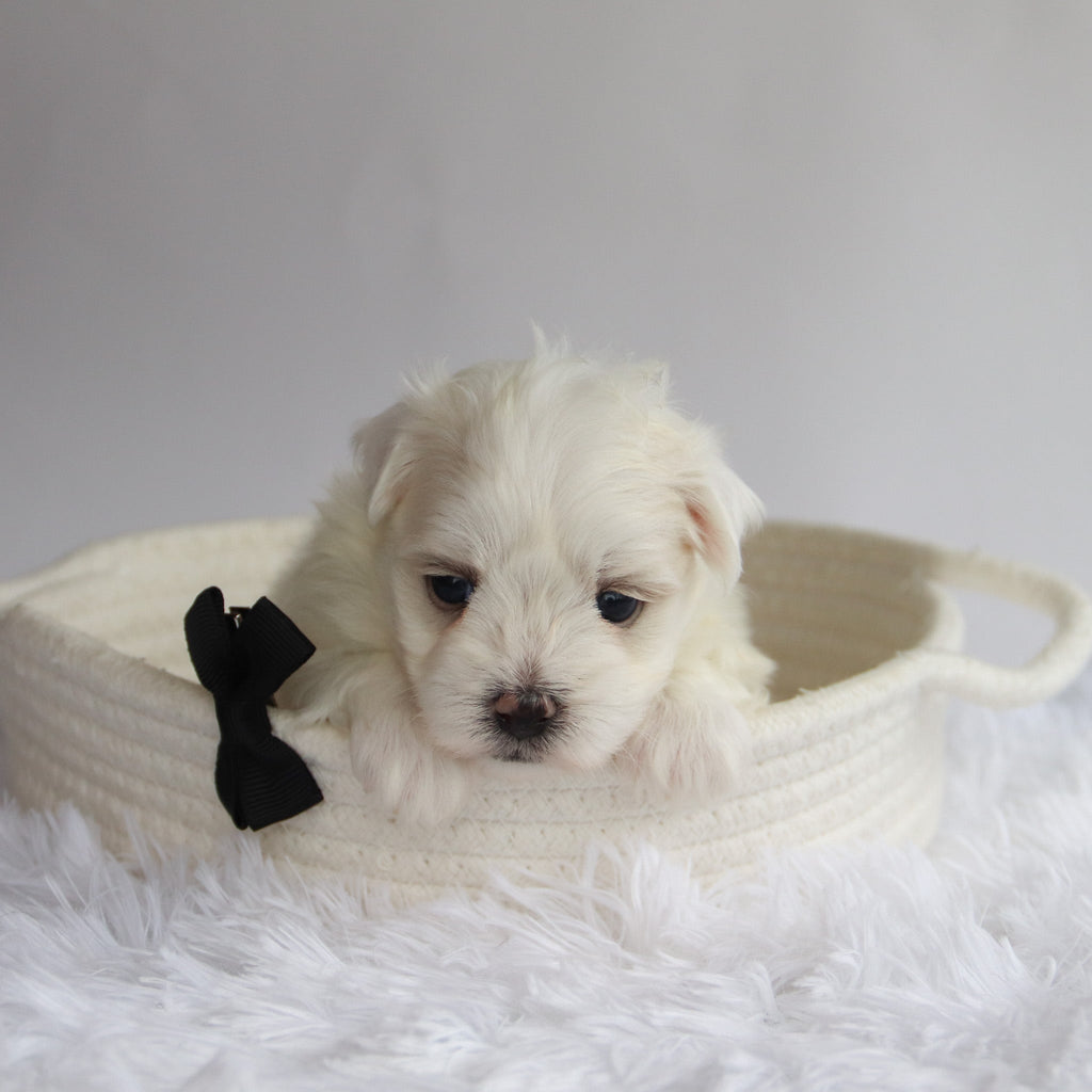 Cheddar - Available 9/24