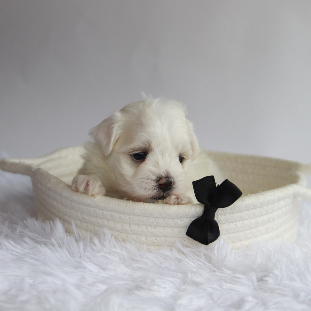 Cheddar - Available Now