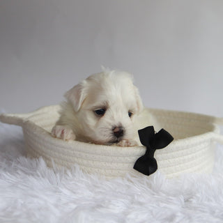 Cheddar - Available 9/24
