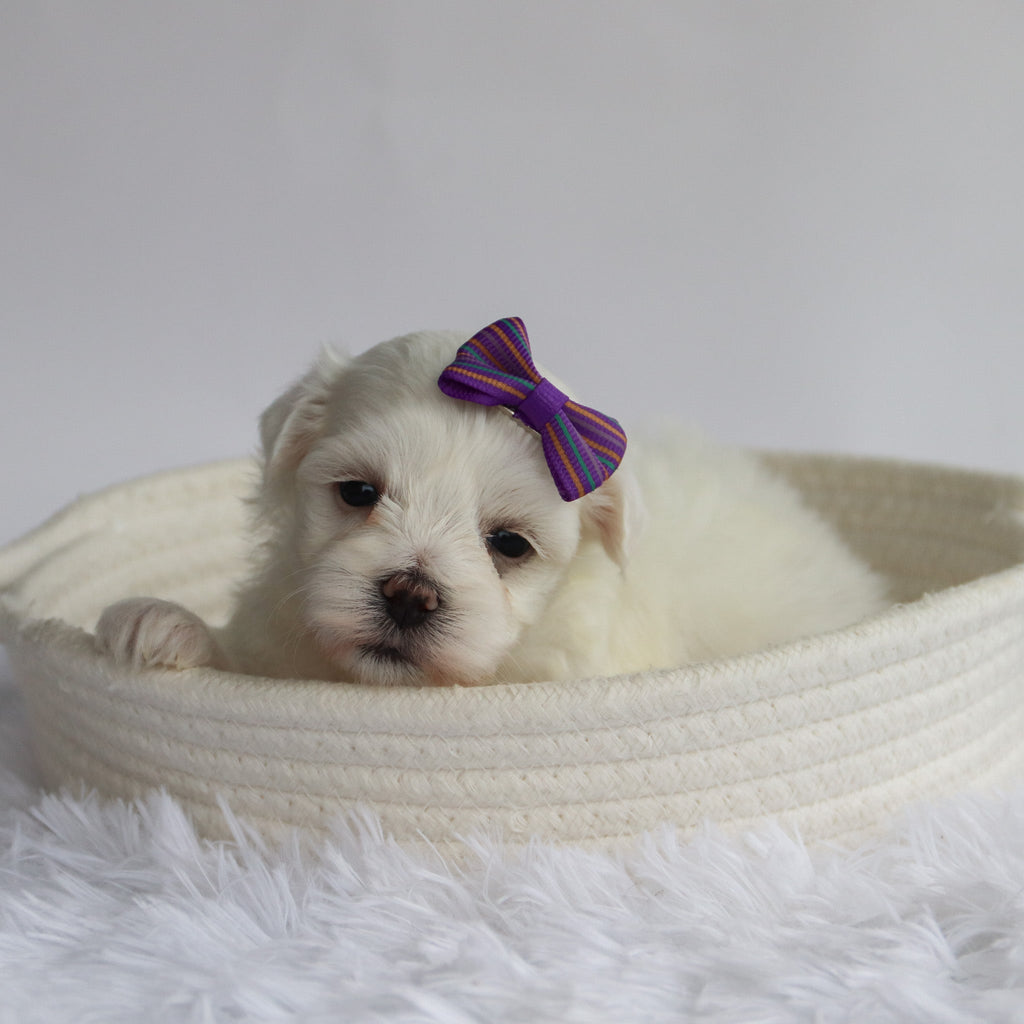 Nika - Available Now