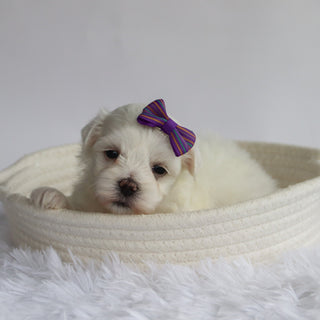 Nika - Available 9/24