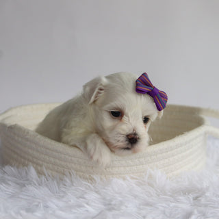 Nika - Available Now