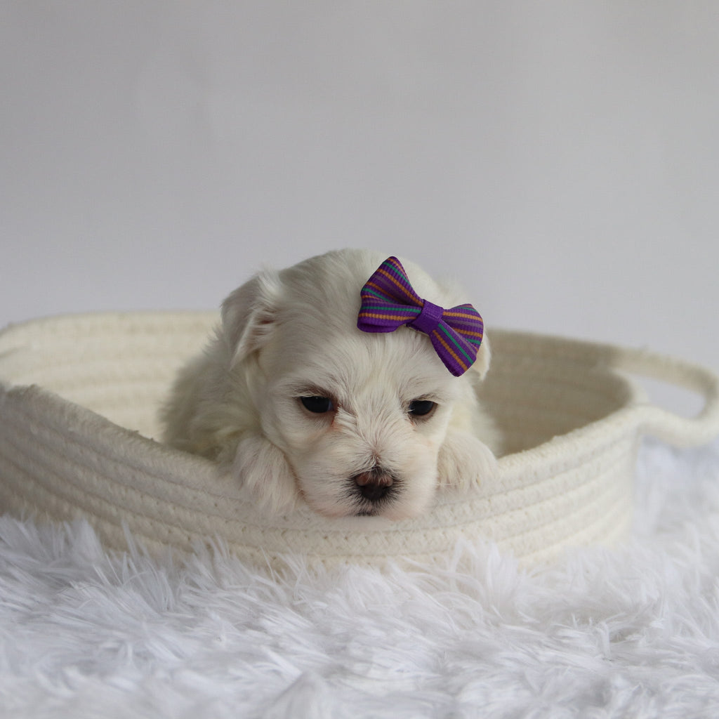 Nika - Available Now