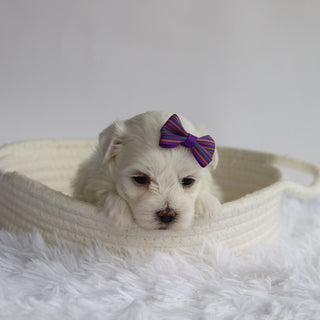 Nika - Available 9/24