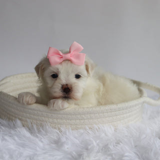 Raya - Available Now