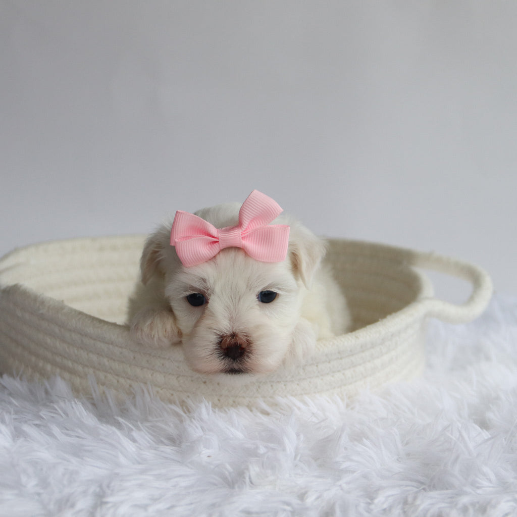 Raya - Available Now