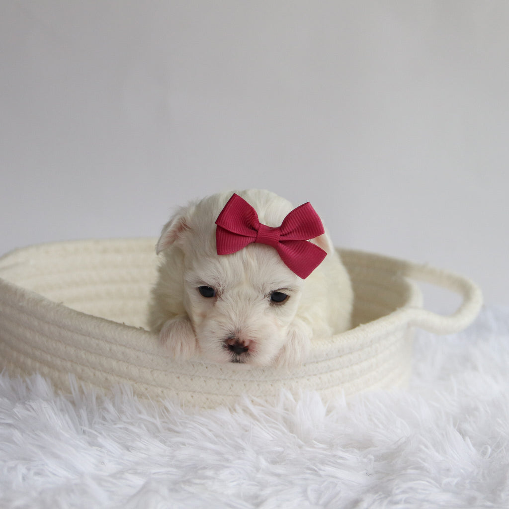 Marley - Available Now