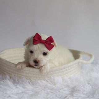 Marley - Available Now