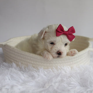 Marley - Available Now