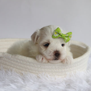 Nessie - Available 9/24