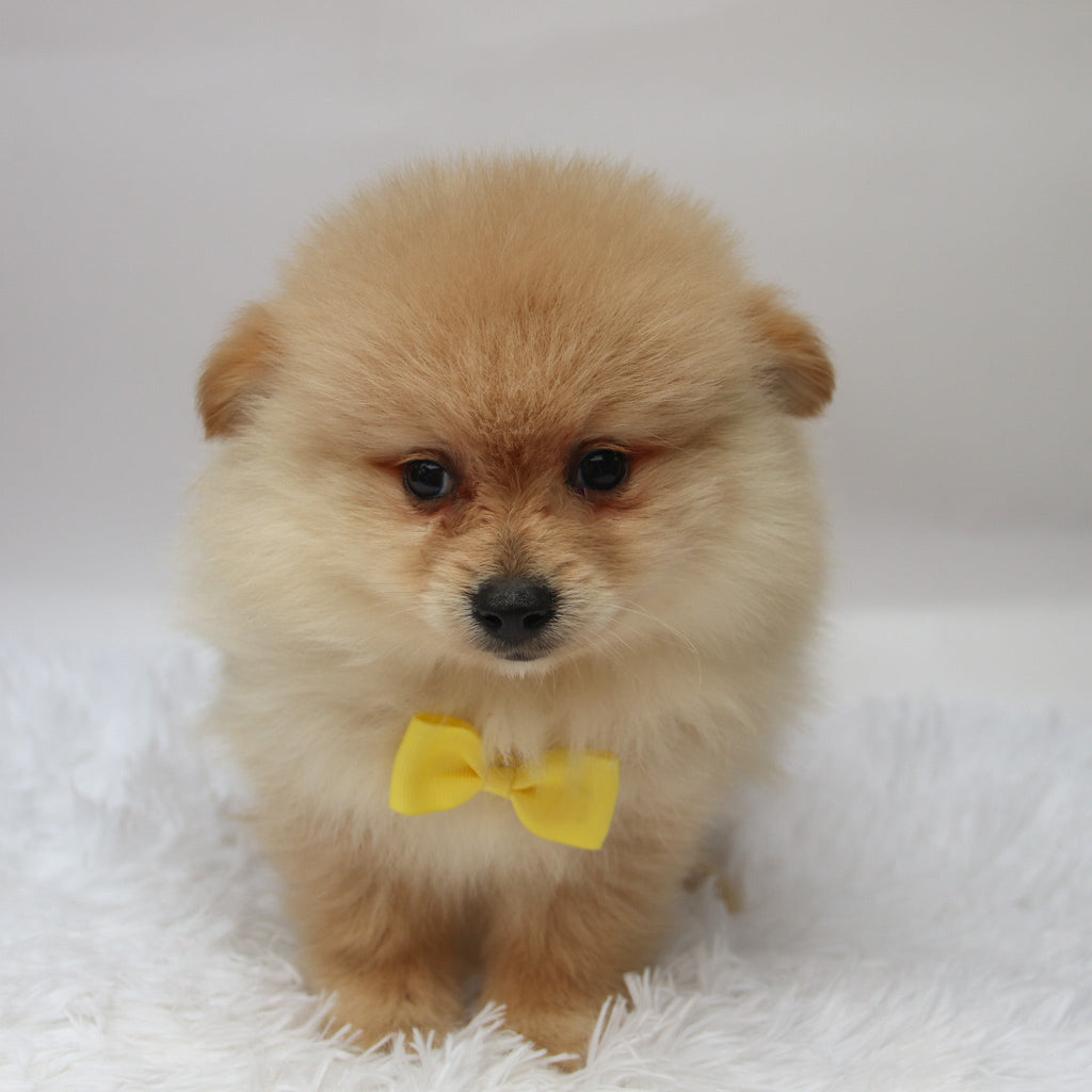 Rocky - Available Now
