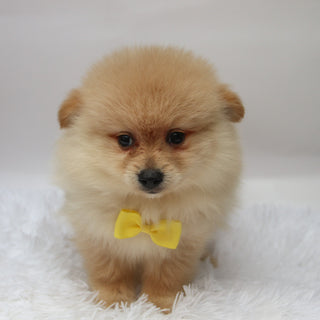 Rocky - Available Now