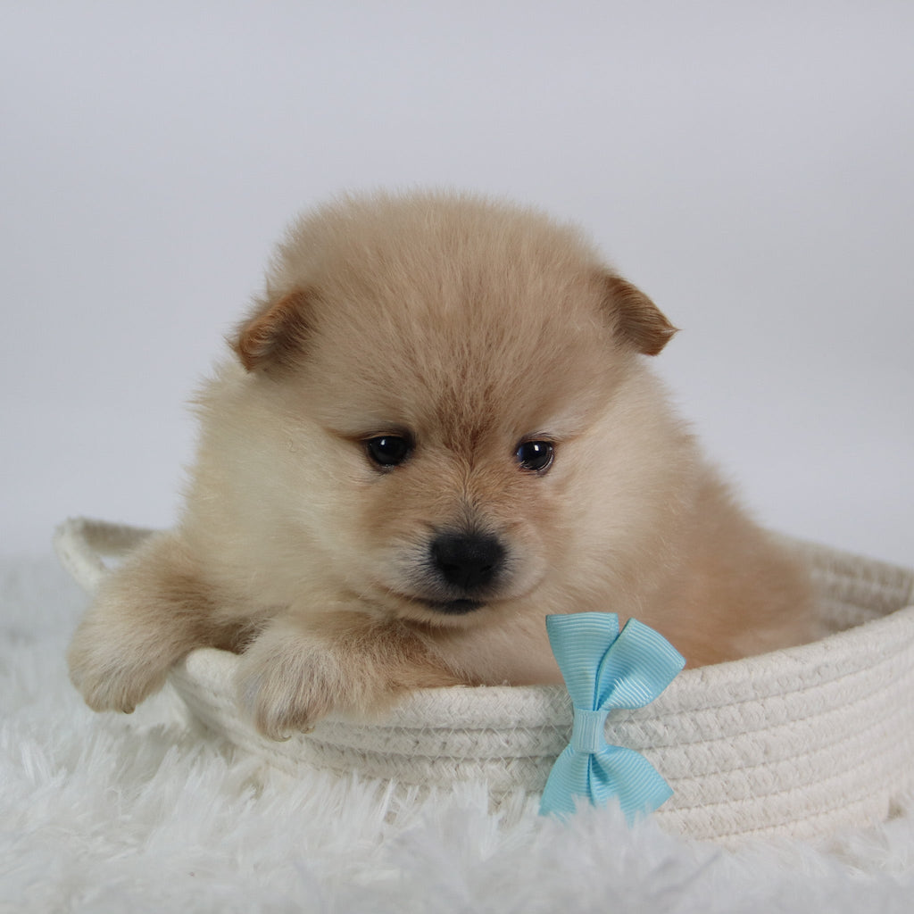 Rocky - Available Now