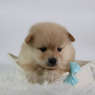 Rocky - Available Now