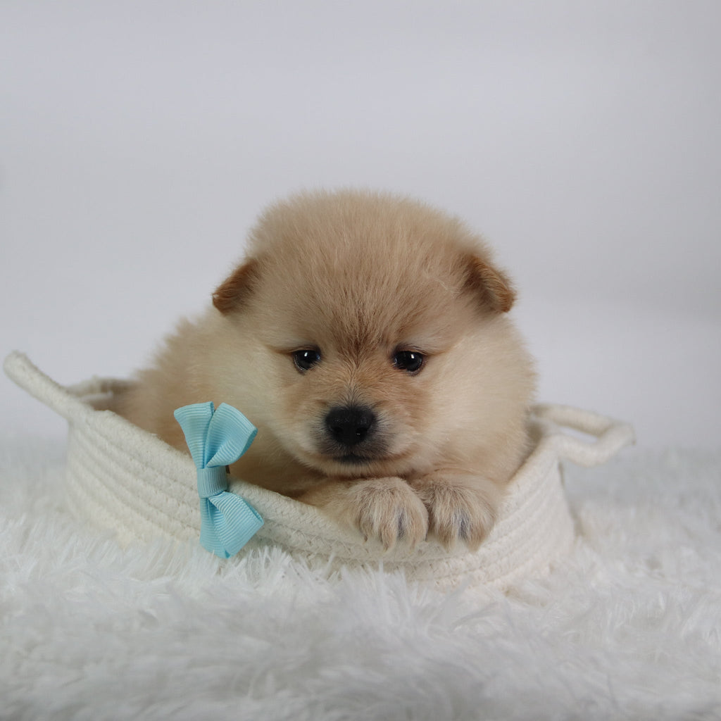 Rocky - Available Now
