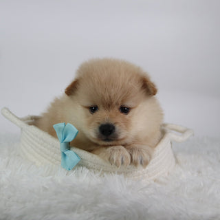 Rocky - Available Now