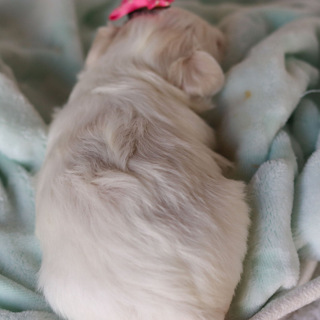 Robin - Available 3/26