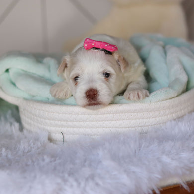 Robin - Available 3/26