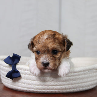 Flint - Available 6/11