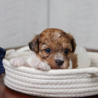 Flint - Available 6/11