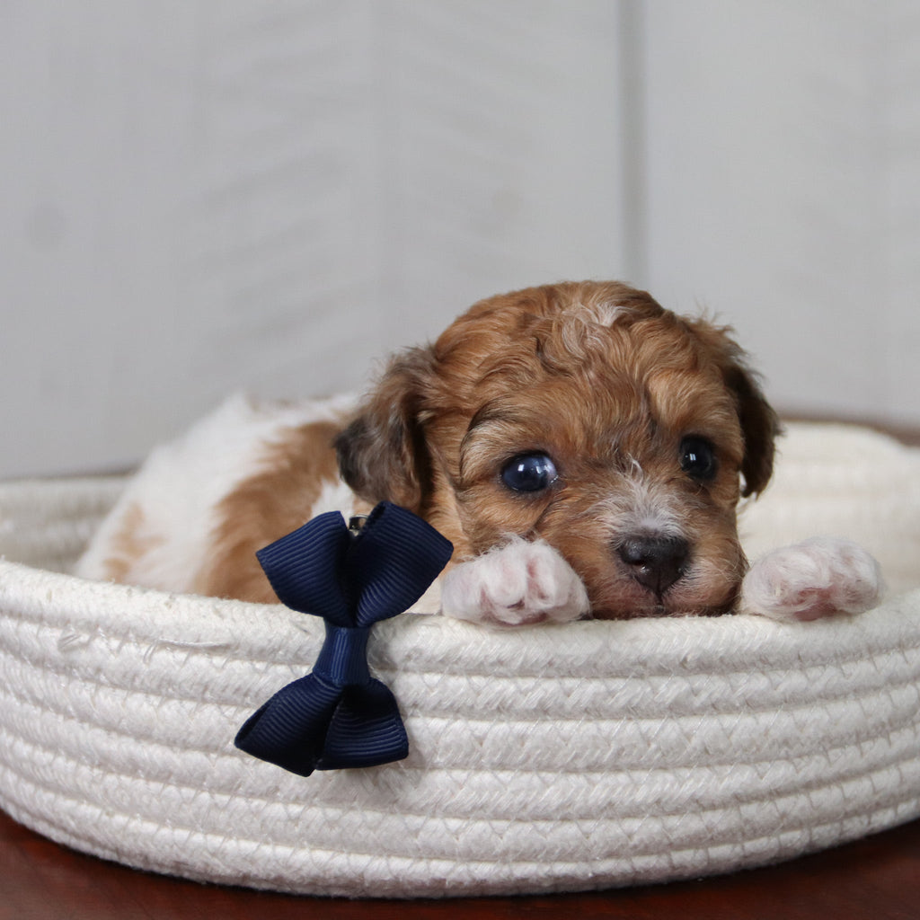 Flint - Available 6/11