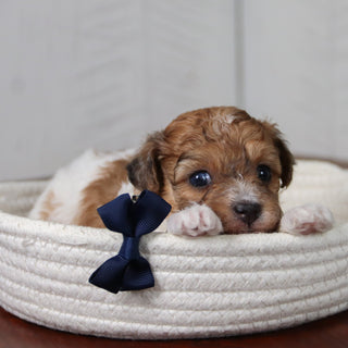 Flint - Available 6/11