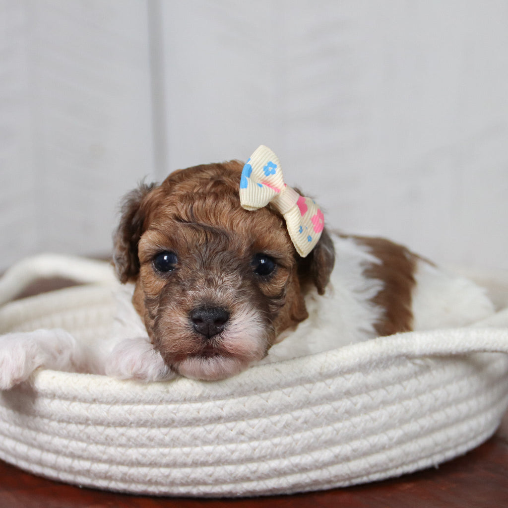 Natalie - Available 6/11