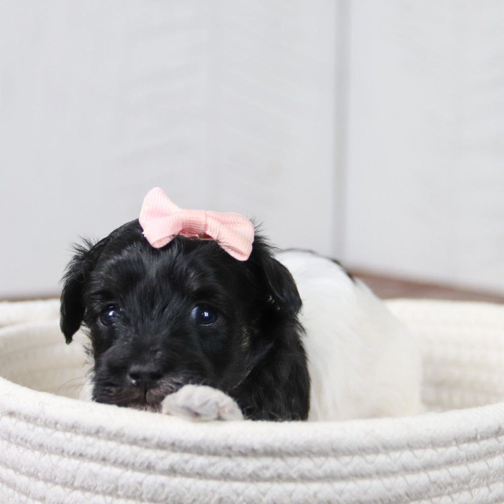 Matilda - Available 6/11