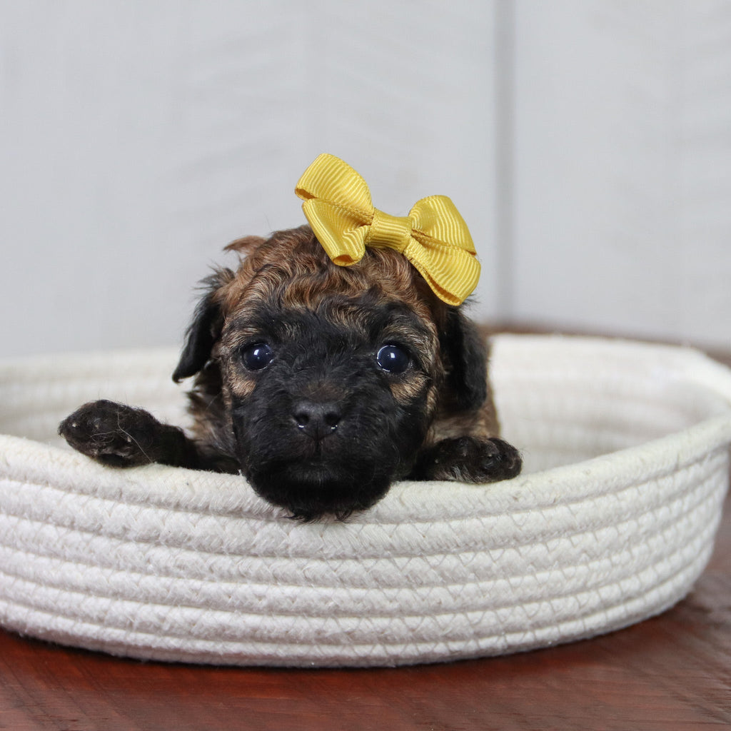 Myka - Available 6/11